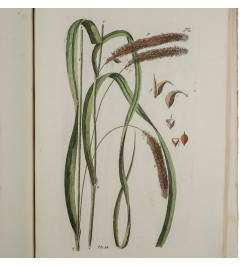 Histoire des Carex ou Laiches