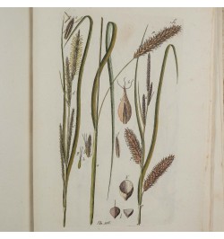 Histoire des Carex ou Laiches