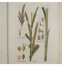 Histoire des Carex ou Laiches