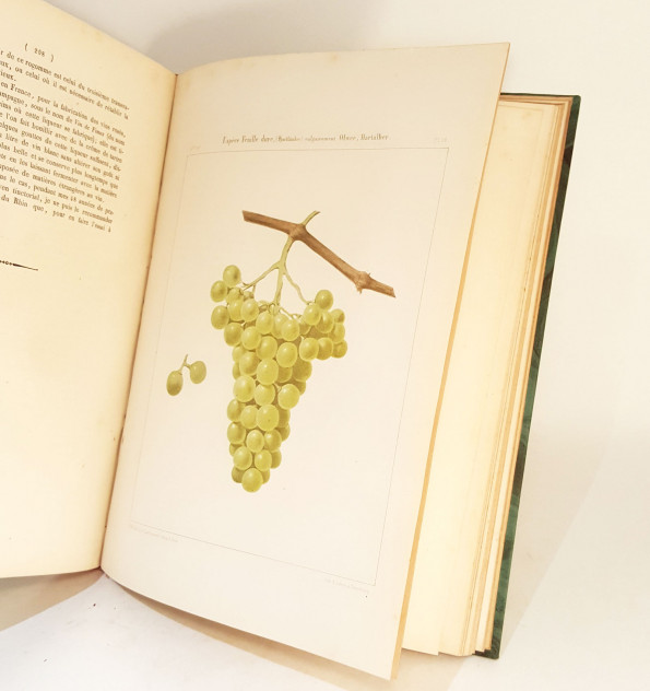 Ampélographie rhénane... 